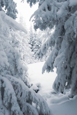 Dağlarda karla kaplı ağaçlarla büyüleyici kış manzarası 