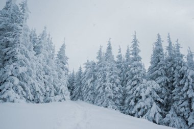Kış mevsiminde dağ ormanlarındaki karlı çamların çarpıcı manzarası.