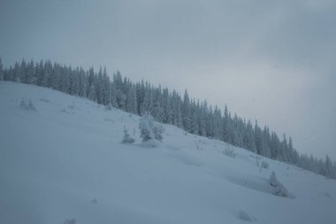 Kış mevsiminde dağ ormanlarındaki karlı çamların çarpıcı manzarası.