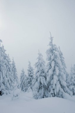 Dağlarda yüksek çam ağaçları olan karlı bir orman manzarası
