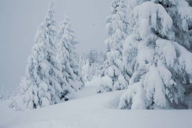 Dağlarda yüksek çam ağaçları olan karlı bir orman manzarası