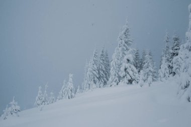 Dağlarda yüksek çam ağaçları olan karlı bir orman manzarası