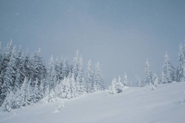 Dağlarda yüksek çam ağaçları olan karlı bir orman manzarası
