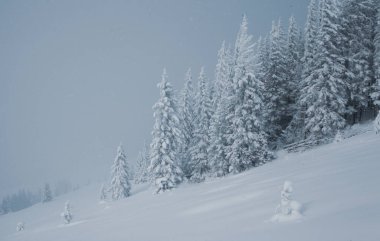 Dağlarda yüksek çam ağaçları olan karlı bir orman manzarası