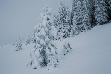 Dağlarda yüksek çam ağaçları olan karlı bir orman manzarası