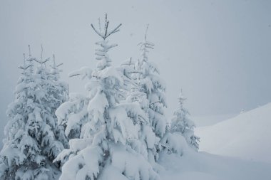 Çam ağaçlarıyla kaplı kış ormanının güzel manzarası