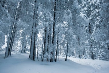 Çam ağaçlarıyla kaplı kış ormanının güzel manzarası
