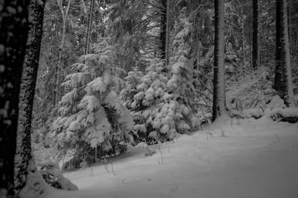 山の中で雪に覆われた冬の森の美しい景色 — ストック写真