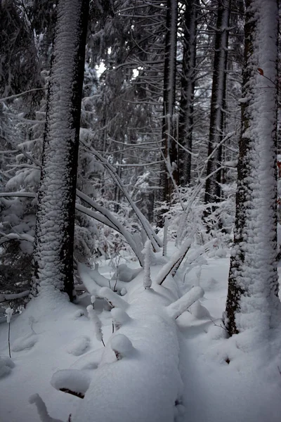 Hermosa Vista Del Bosque Invierno Cubierto Nieve Las Montañas — Foto de Stock