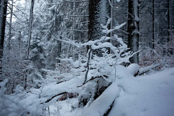 Zimowy Las Pokryty Śniegiem Krajobraz Przyrodniczy — Zdjęcie stockowe