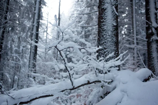 Verschneiter Winterwald Naturlandschaft — Stockfoto