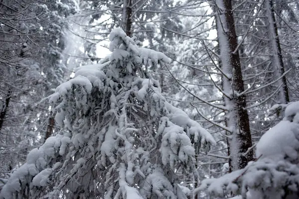 Verschneiter Winterwald Naturlandschaft — Stockfoto