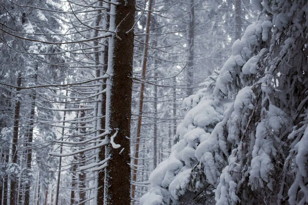 Bosque Invierno Cubierto Nieve Paisaje Natural —  Fotos de Stock