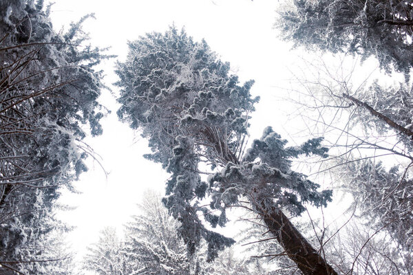 Snow-covered forest with pine trees in the mountins 