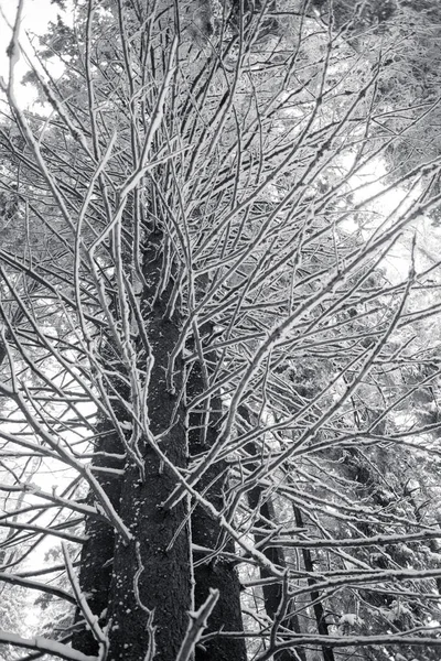 Floresta Coberta Neve Com Pinheiros Nas Montanhas — Fotografia de Stock