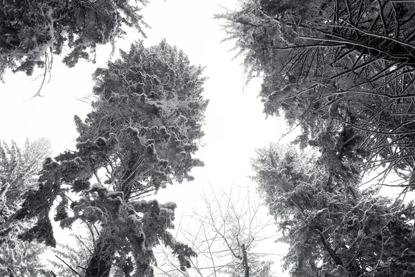 Snedækket Skov Med Fyrretræer Bjergene - Stock-foto