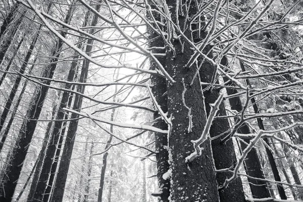 Met Sneeuw Bedekte Bossen Met Dennenbomen Bermen — Stockfoto