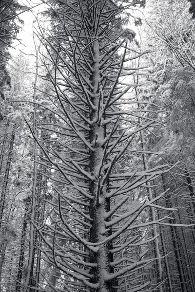 소나무로 눈덮인 — 스톡 사진
