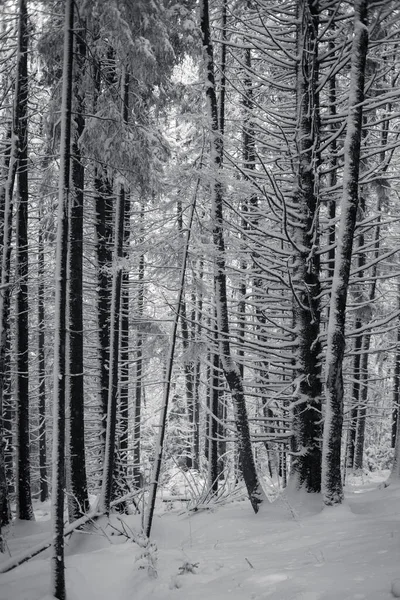 Χιονισμένο Δάσος Πεύκα Στα Βουνά — Φωτογραφία Αρχείου