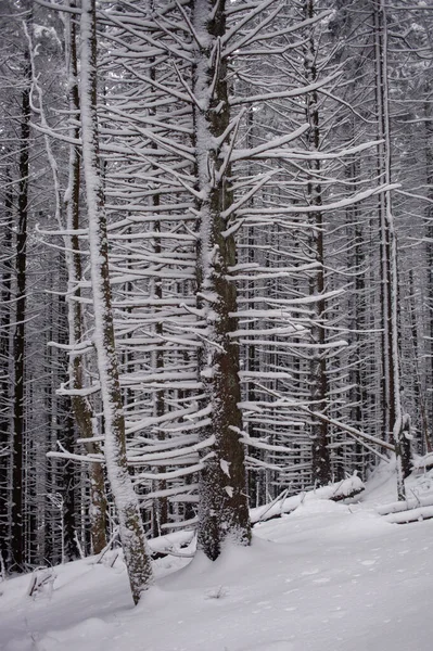 森林覆盖着白雪 森林里有松树 — 图库照片