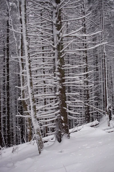 美丽的冬季仙境 长满了白雪覆盖的松树 — 图库照片