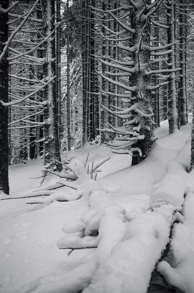 雪に覆われた松の木の森と美しい冬の不思議の国 — ストック写真