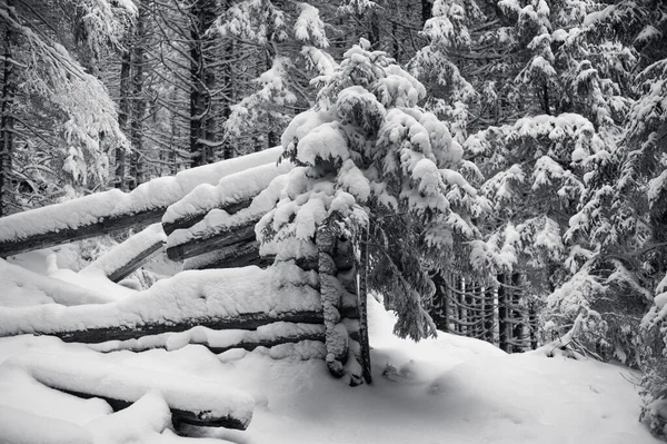 Maravilhas Inverno Bonito Com Uma Floresta Pinheiros Cobertos Neve — Fotografia de Stock