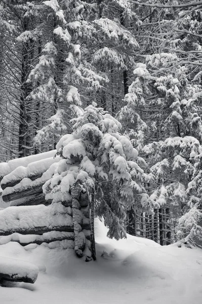 Prachtig Winterwonderland Met Een Bos Van Besneeuwde Dennenbomen — Stockfoto