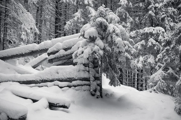 Krásná Zimní Říše Divů Lesem Zasněžených Borovic — Stock fotografie