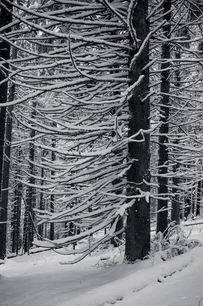 Piękna Zimowa Kraina Czarów Lasem Pokrytych Śniegiem Sosen — Zdjęcie stockowe