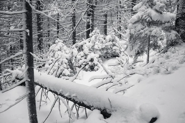 Hermoso País Las Maravillas Invierno Con Bosque Pinos Cubiertos Nieve —  Fotos de Stock