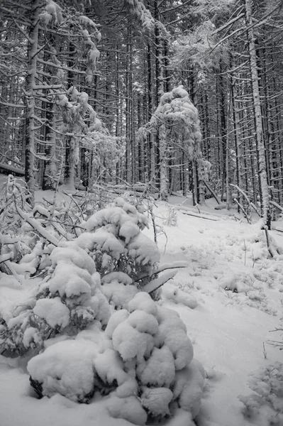 Όμορφη Χώρα Των Θαυμάτων Του Χειμώνα Ένα Δάσος Από Πεύκα — Φωτογραφία Αρχείου