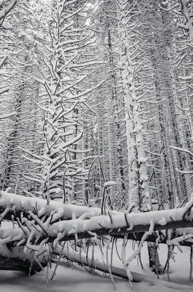 Karla Kaplı Çam Ağaçları Olan Güzel Kış Harikalar Diyarı — Stok fotoğraf