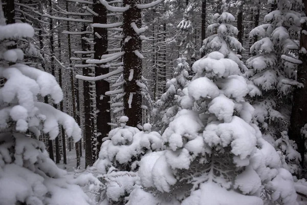 Lugn Vinterscen Tallskog Täckt Snö — Stockfoto