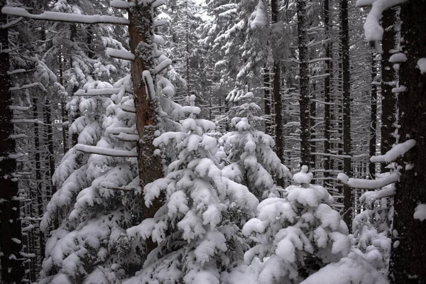 雪地上覆盖着松树林的宁静的冬季景象 — 图库照片