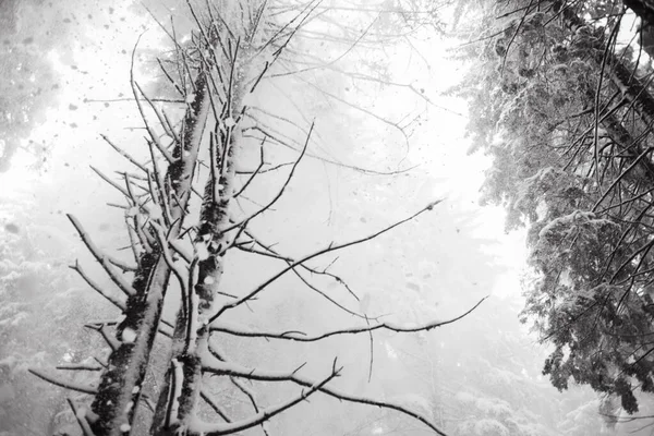 Rolig Vinter Scene Fyrretræer Skov Dækket Sne - Stock-foto
