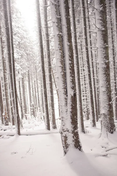 Eine Ruhige Winterszene Einem Schneebedeckten Kiefernwald — Stockfoto