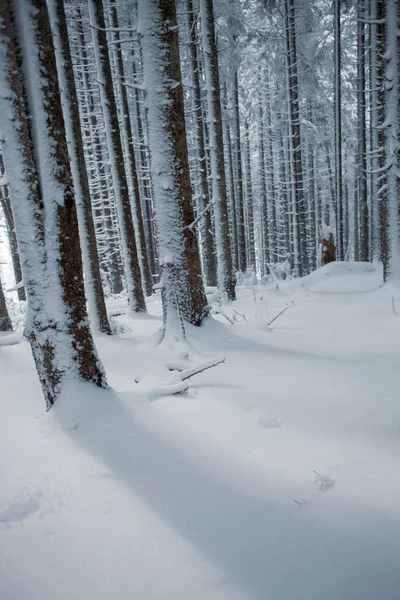 Lugn Vinterscen Tallskog Täckt Snö — Stockfoto