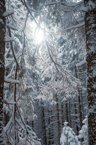Bosque Invierno Cubierto Nieve Paisaje Natural — Foto de Stock