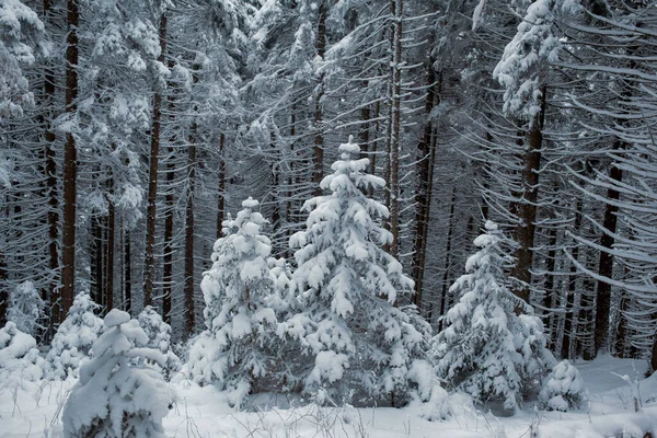 Uma Cena Inverno Tranquila Uma Floresta Pinheiros Coberta Neve — Fotografia de Stock