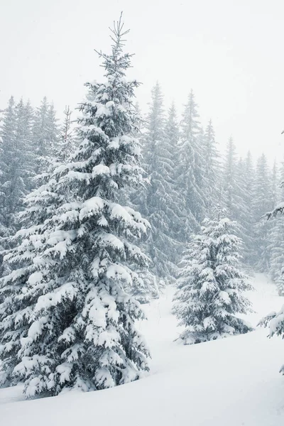 Sebuah Pemandangan Musim Dingin Yang Tenang Dari Hutan Pinus Tertutup — Stok Foto