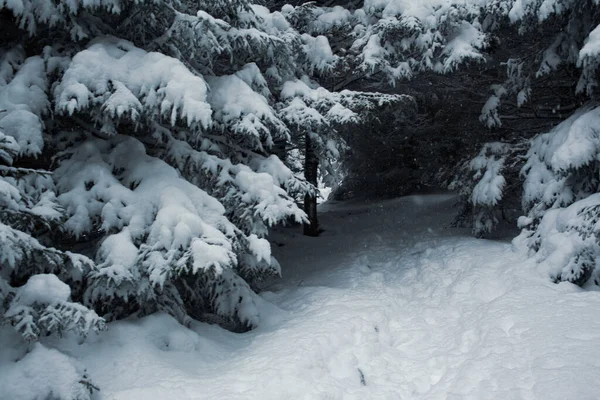 Una Tranquila Escena Invernal Bosque Pinos Cubierto Nieve — Foto de Stock