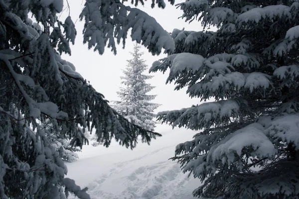 Prachtig Winterwonderland Met Een Bos Van Besneeuwde Dennenbomen — Stockfoto