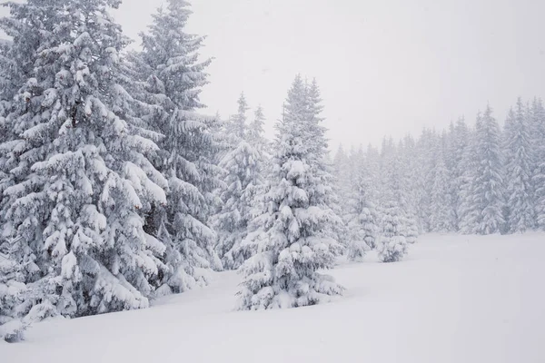 Tranquilo Bosque Invierno Con Ambiente Tranquilo — Foto de Stock