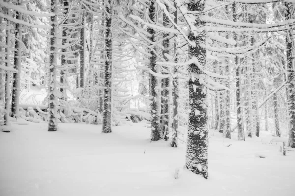 Ένα Ήρεμο Χειμερινό Δάσος Μια Ειρηνική Ατμόσφαιρα — Φωτογραφία Αρχείου