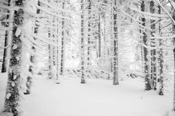 Спокойный Зимний Лес Мирной Атмосферой — стоковое фото