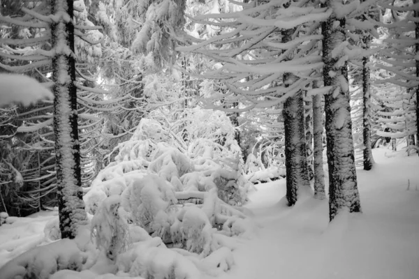 Klidný Zimní Les Klidným Prostředím — Stock fotografie