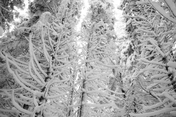 穏やかな雰囲気の静かな冬の森 — ストック写真