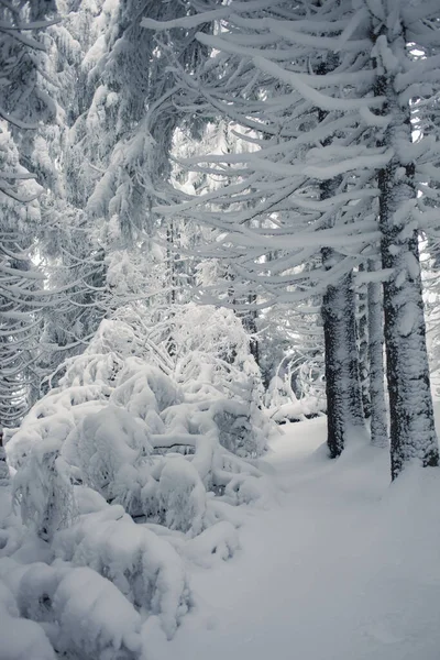 Tranquilo Bosque Invierno Con Ambiente Tranquilo —  Fotos de Stock