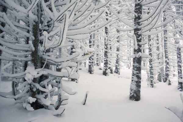 Uma Floresta Tranquila Inverno Com Ambiente Tranquilo — Fotografia de Stock
